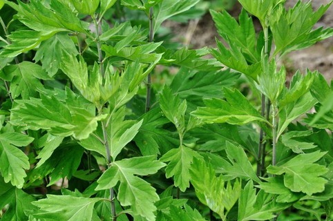 艾草 wormwood mugwort