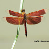 Red Percher Dragonfly