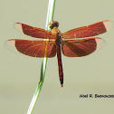 Red Percher Dragonfly