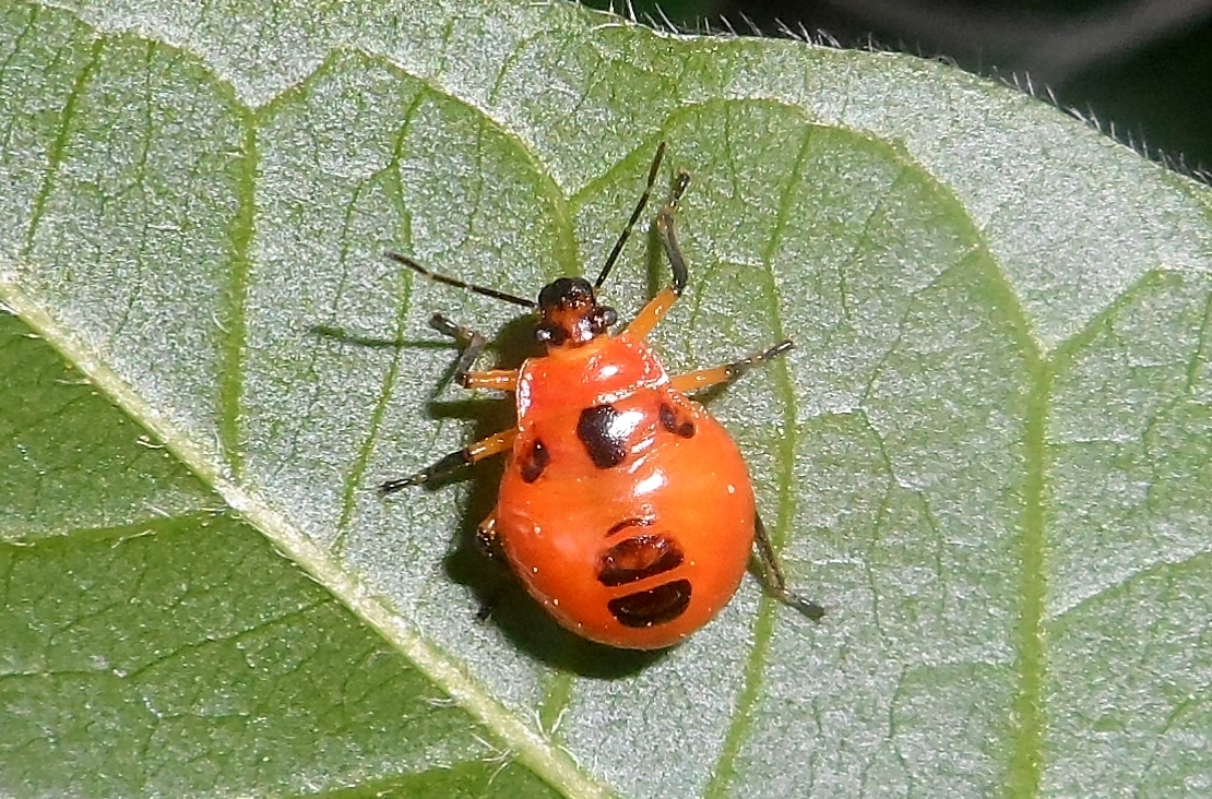 Stink bug