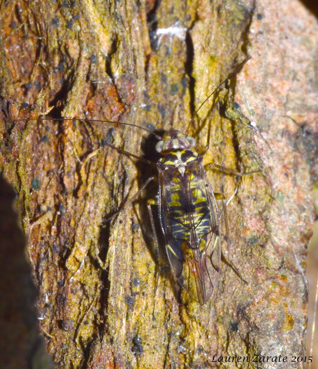 Giant Bark Louse