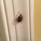 Brown marmorated stink bug