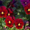 Garden Pansy