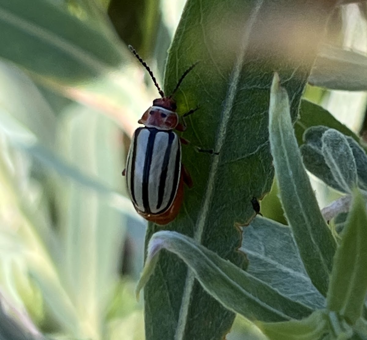 Stripped Willow Leaf Beetle