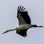 White Stork