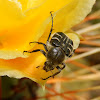 Texas Flower Scarab