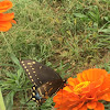 Black Swallowtail