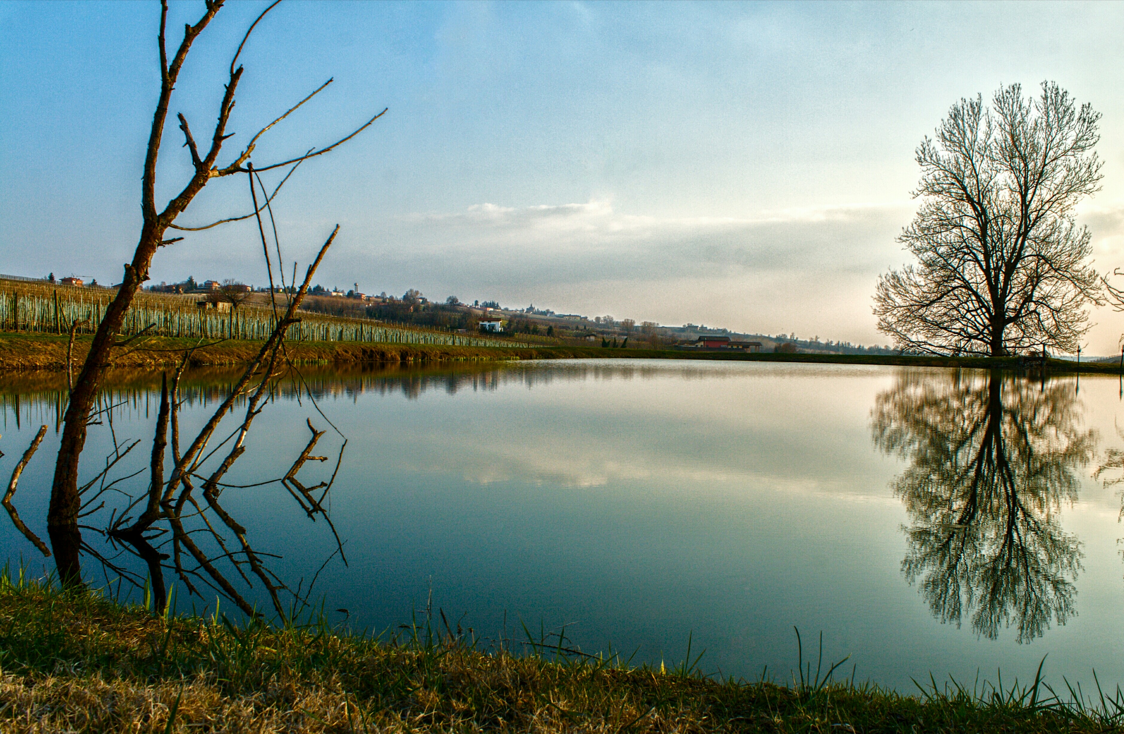 Trees reflection di gabrielemarenchino