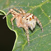 Jumping Spider