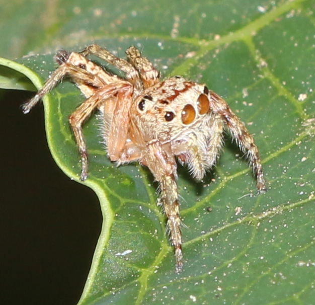 Jumping Spider