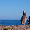 Pingüinos de  Magallanes.