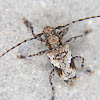 Longhorn beetle