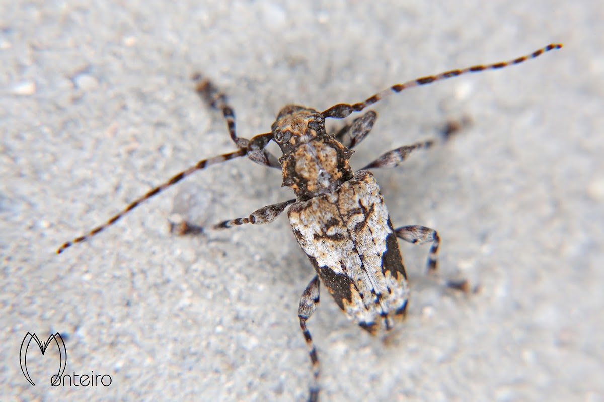 Longhorn beetle