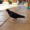 Feral rock dove