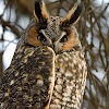 Long Eared Owl, Buho chico (Spanish) or Hibou moyen-duc (French)