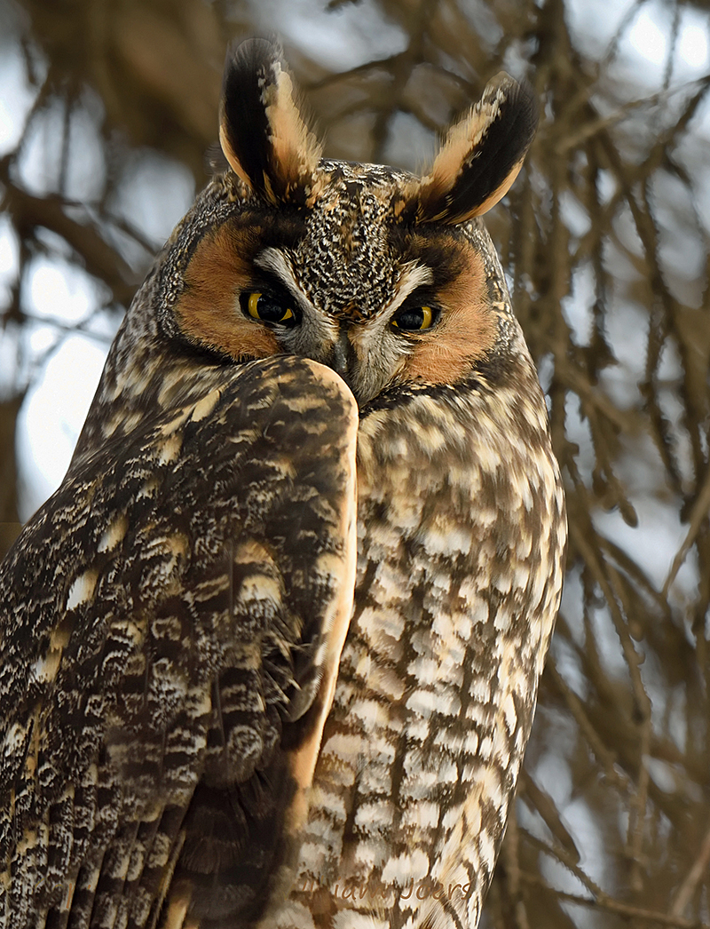 Long Eared Owl, Buho chico (Spanish) or Hibou moyen-duc (French)