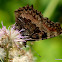 Indian Tortoiseshell