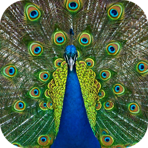 Peacock Live Wallpaper by Empire Animalia - Latest version for Android