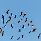 Black-winged Stilt