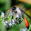 Sphecidae