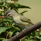 Warbling Vireo