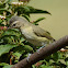 Warbling Vireo