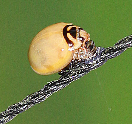 Six-spotted Zigzag Ladybird