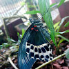 The blue Mormon- Underside of  the wing