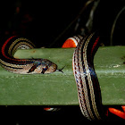 Striped Kukri Snake