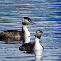 Great Crested Grebe