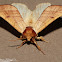 Prominent Moth