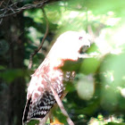 Red shouldered hawk