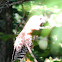 Red shouldered hawk