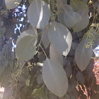 Eucalyptus species