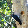 Acorn Woodpecker