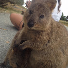 Quokka