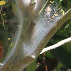 Barkflies