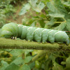 Tobacco Hornworm