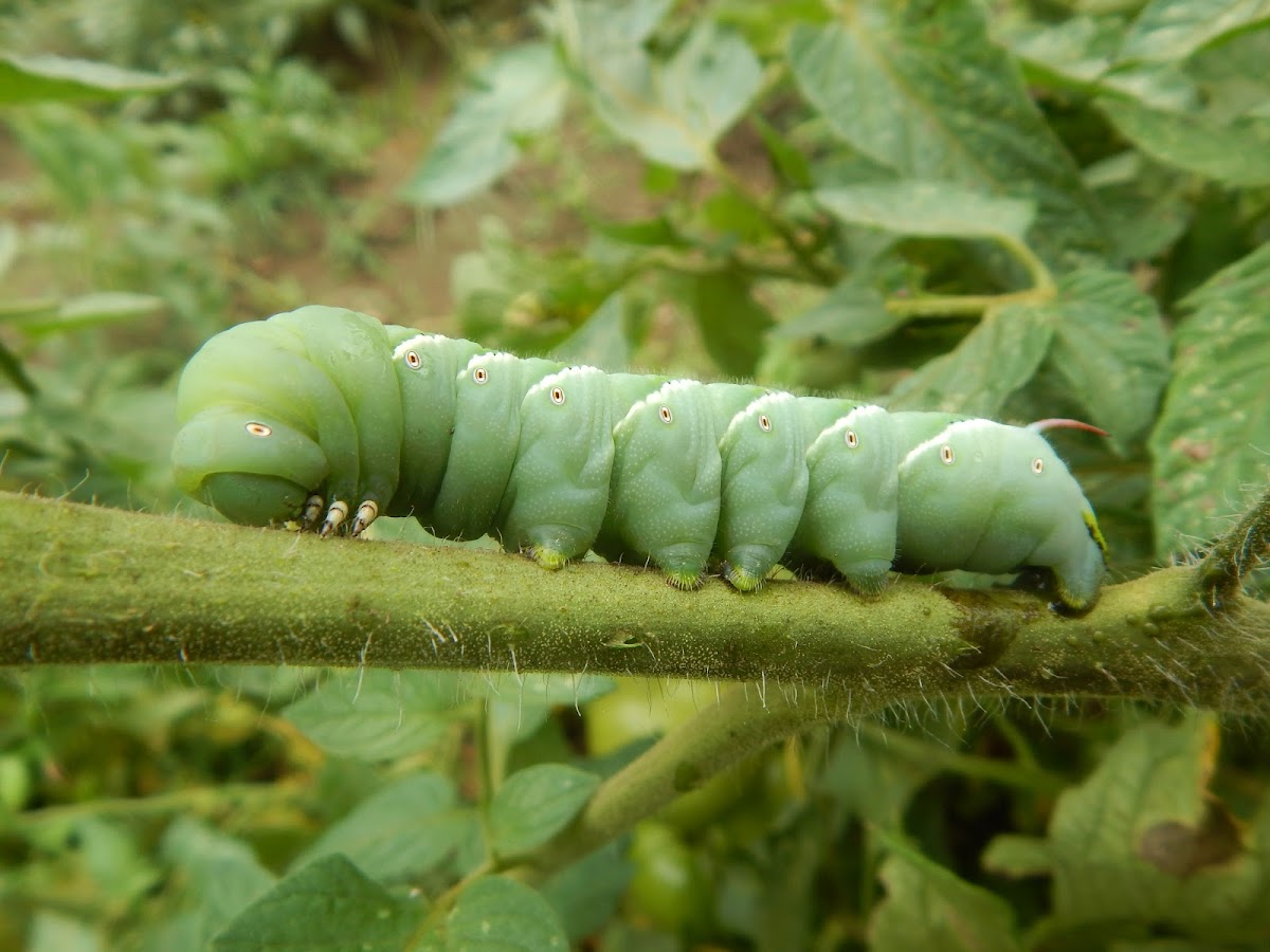 Tobacco Hornworm