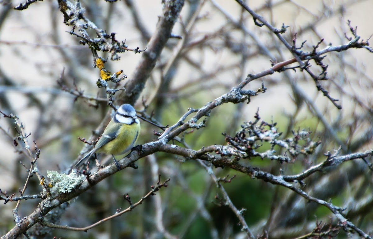 Blue tit