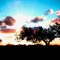 All'ombra dell'ulivo di 