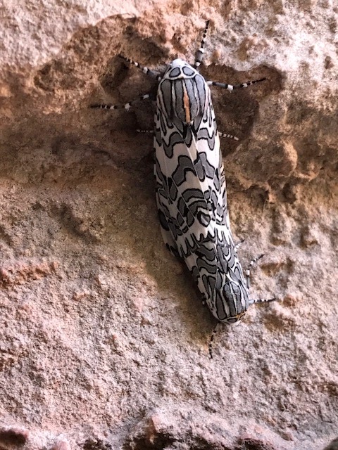 Painted Tiger Moth