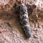 Painted Tiger Moth