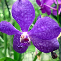 Orchidea o insetto coloraro? di 