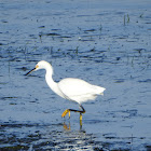 Snowy Egret