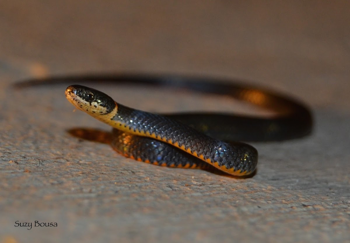 Southern Ringneck Snake