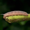 Lime Hawk-moth