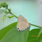 Common Guava Blue Butterfly