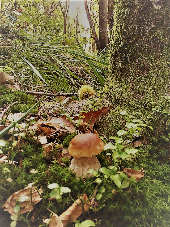 principio di autunno di Marinazu