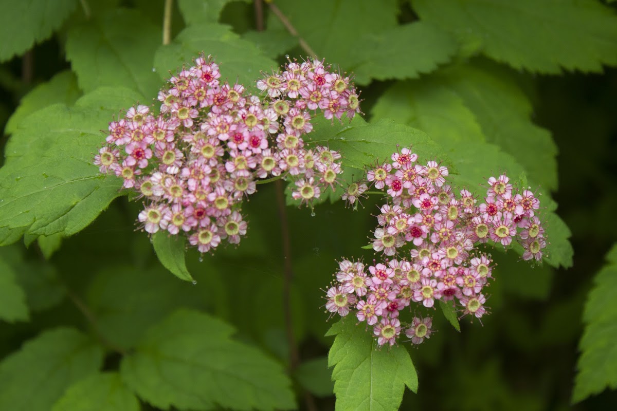 Pretty Spirea